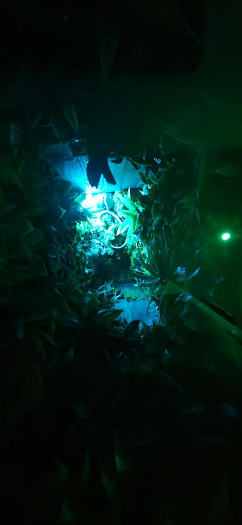 La Jungle Room Роньяк Экстерьер фото